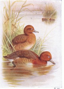 Porrón Pardo de Archibald Thorburn